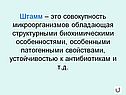 Штамм