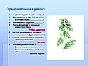 Определительная карточка