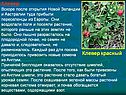 Клевер Вскоре после открытия Новой Зеландии и Австралии туда прибыли