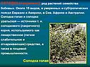 СОЛОДКА (лакричник), род растений семейства бобовых