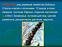 ГЛЕДИЧИЯ, род деревьев семейства бобовых