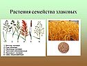 Растения семейства злаковых