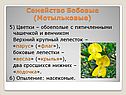 Цветки