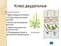 Двудольные