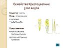 Крестоцветные