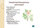 Розоцветные