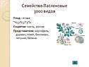 Пасленовые