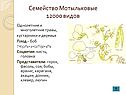 Мотыльковые