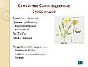 Сложноцветные