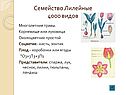 Лилейные