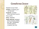Злаки