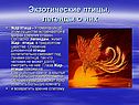 Экзотические птицы, легенды о них