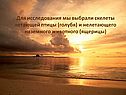 Скелеты