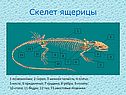 Скелет ящерицы