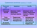 Сравнение скелетов ящерицы и голубя