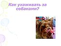 Как ухаживать за собаками