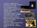 У Низших – двуветвистое строение конечностей, у Высших – одноветвистое