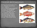 Строение двоякодышащих