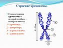 Строение хромосомы