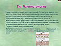 Тип Членистоногие
