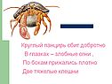 Круглый панцирь