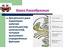 Класс Ракообразные