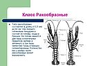 Тело ракообразных
