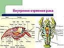 Внутренне строение рака