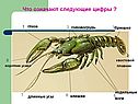 Головогрудь