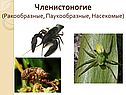 Членистоногие (Ракообразные, Паукообразные, Насекомые)