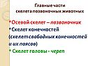 Осевой скелет