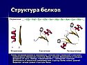 Структура белков