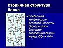 Вторичная структура белка