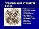 Четвертичная структура белка