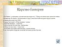 Царство бактерии