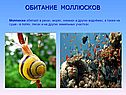 Обитание моллюсков