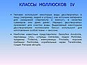 Классы моллюсков iv