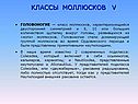 Классы моллюсков v