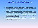 Классы моллюсков vi