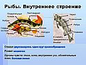 Рыбы