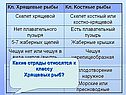 Какие отряды относятся к классу Хрящевых рыб