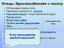 Птицы