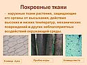 Покровные ткани