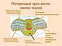 Поперечный срез листа