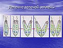Деление зеленой эвглены