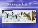 Размножение бабочки