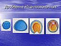 Дробление яйца позвоночных