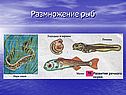Размножение рыб