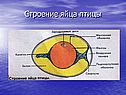 Строение яйца птицы