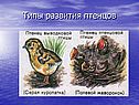 Типы развития птенцов